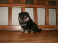 POM F1, a female Pomeranian for sale in Brownton, MN – 1 of 1
