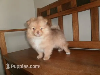 POM M1 – Pomeranian puppy for sale in Brownton, MN