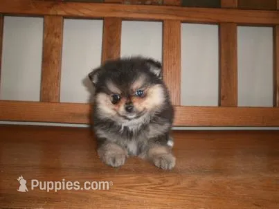 POM M2 – Pomeranian puppy for sale in Brownton, MN