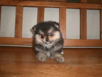 POM M2, a male Pomeranian for sale in Brownton, MN – 1 of 1