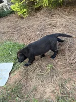 Precious , a female German Shepherd Dog and English Cream Golden Retriever for sale in Robertsdale, AL – 2 of 7