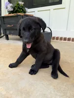 Missy, a female German Shepherd Dog and English Cream Golden Retriever for sale in Robertsdale, AL – 5 of 10