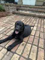 Blue, a male German Shepherd Dog and English Cream Golden Retriever for sale in Robertsdale, AL – 4 of 8