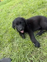Fluffy, a female German Shepherd Dog and English Cream Golden Retriever for sale in Robertsdale, AL – 4 of 8