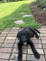 Titus, a male German Shepherd Dog and English Cream Golden Retriever for sale in Robertsdale, AL – 3 of 7