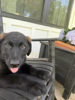 Junior, a male German Shepherd Dog and English Cream Golden Retriever for sale in Robertsdale, AL – 4 of 8