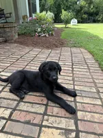 Blue, a male German Shepherd Dog and English Cream Golden Retriever for sale in Robertsdale, AL – 3 of 8