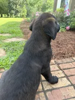 Titus, a male German Shepherd Dog and English Cream Golden Retriever for sale in Robertsdale, AL – 2 of 7
