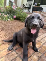 Missy, a female German Shepherd Dog and English Cream Golden Retriever for sale in Robertsdale, AL – 2 of 10