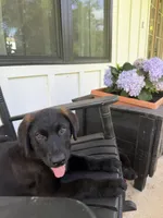 Junior, a male German Shepherd Dog and English Cream Golden Retriever for sale in Robertsdale, AL – 2 of 8