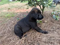 Precious , a female German Shepherd Dog and English Cream Golden Retriever for sale in Robertsdale, AL – 3 of 7