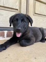 Missy, a female German Shepherd Dog and English Cream Golden Retriever for sale in Robertsdale, AL – 4 of 10