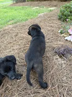 Buddy, a male German Shepherd Dog and English Cream Golden Retriever for sale in Robertsdale, AL – 3 of 8