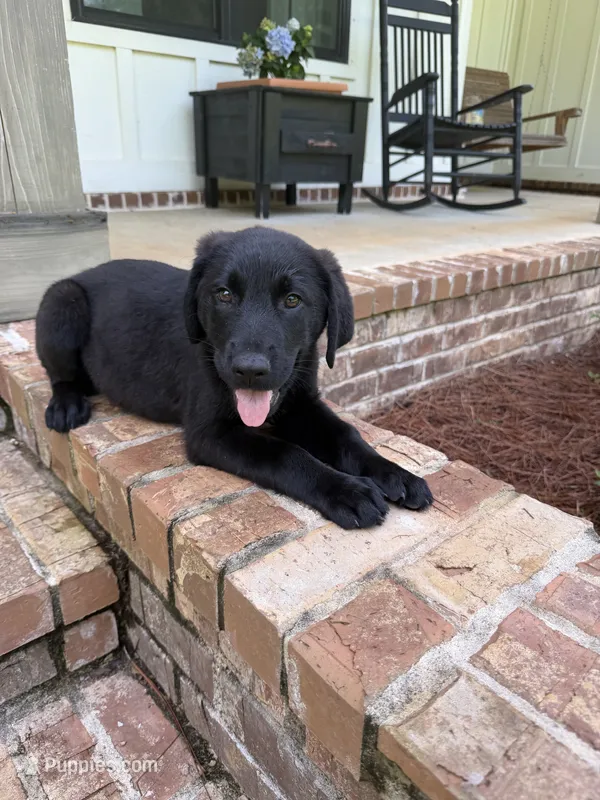 Blue – German Shepherd Dog, English Cream Golden Retriever puppy for sale in Robertsdale, AL