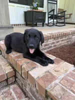 Blue, a male German Shepherd Dog and English Cream Golden Retriever for sale in Robertsdale, AL – 1 of 8