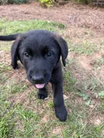 Precious , a female German Shepherd Dog and English Cream Golden Retriever for sale in Robertsdale, AL – 1 of 7