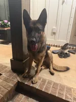 Fluffy, a female German Shepherd Dog and English Cream Golden Retriever for sale in Robertsdale, AL – 8 of 8