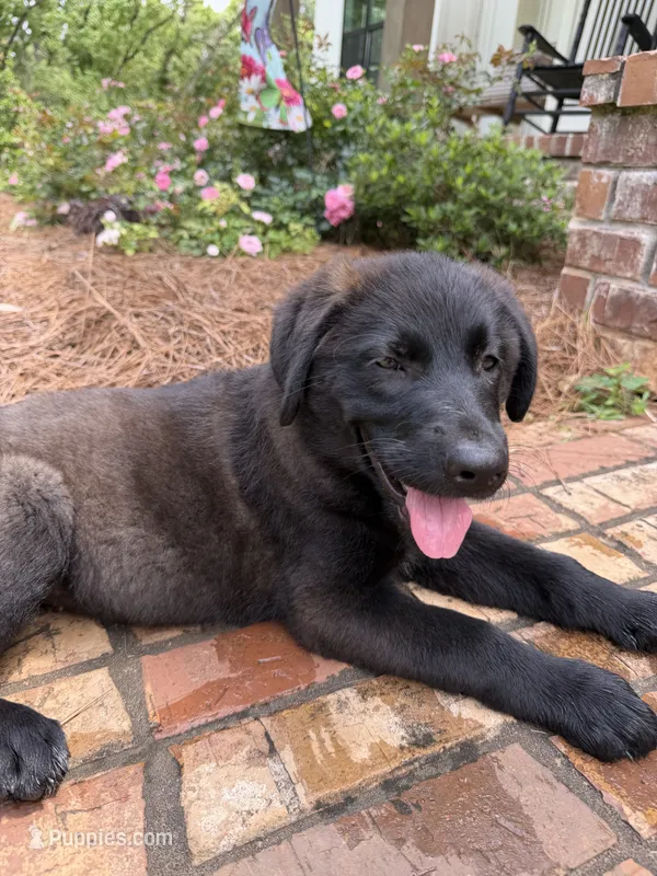 Missy – German Shepherd Dog, English Cream Golden Retriever puppy for sale in Robertsdale, AL