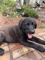 Missy, a female German Shepherd Dog and English Cream Golden Retriever for sale in Robertsdale, AL – 1 of 10