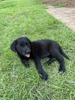 Fluffy, a female German Shepherd Dog and English Cream Golden Retriever for sale in Robertsdale, AL – 3 of 8
