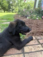 Titus, a male German Shepherd Dog and English Cream Golden Retriever for sale in Robertsdale, AL – 1 of 7