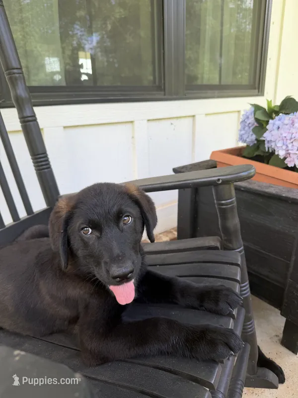 Junior – German Shepherd Dog, English Cream Golden Retriever puppy for sale in Robertsdale, AL