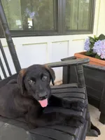 Junior, a male German Shepherd Dog and English Cream Golden Retriever for sale in Robertsdale, AL – 1 of 8