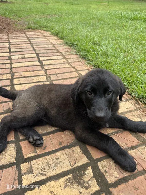 Mister  – German Shepherd Dog, English Cream Golden Retriever puppy for sale in Robertsdale, AL