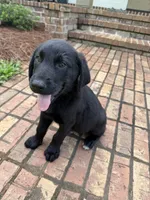 Blue, a male German Shepherd Dog and English Cream Golden Retriever for sale in Robertsdale, AL – 2 of 8