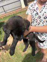 Sweetie, a female German Shepherd Dog and English Cream Golden Retriever for sale in Robertsdale, AL – 2 of 7