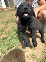 Sweetie, a female German Shepherd Dog and English Cream Golden Retriever for sale in Robertsdale, AL – 3 of 7