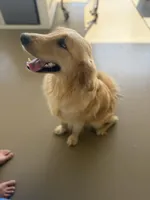 Sweetie, a female German Shepherd Dog and English Cream Golden Retriever for sale in Robertsdale, AL – 5 of 7