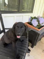 Junior, a male German Shepherd Dog and English Cream Golden Retriever for sale in Robertsdale, AL – 3 of 8