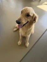 Missy, a female German Shepherd Dog and English Cream Golden Retriever for sale in Robertsdale, AL – 9 of 10