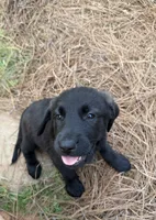 Buddy, a male German Shepherd Dog and English Cream Golden Retriever for sale in Robertsdale, AL – 1 of 8