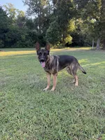Mister , a male German Shepherd Dog and English Cream Golden Retriever for sale in Robertsdale, AL – 8 of 8