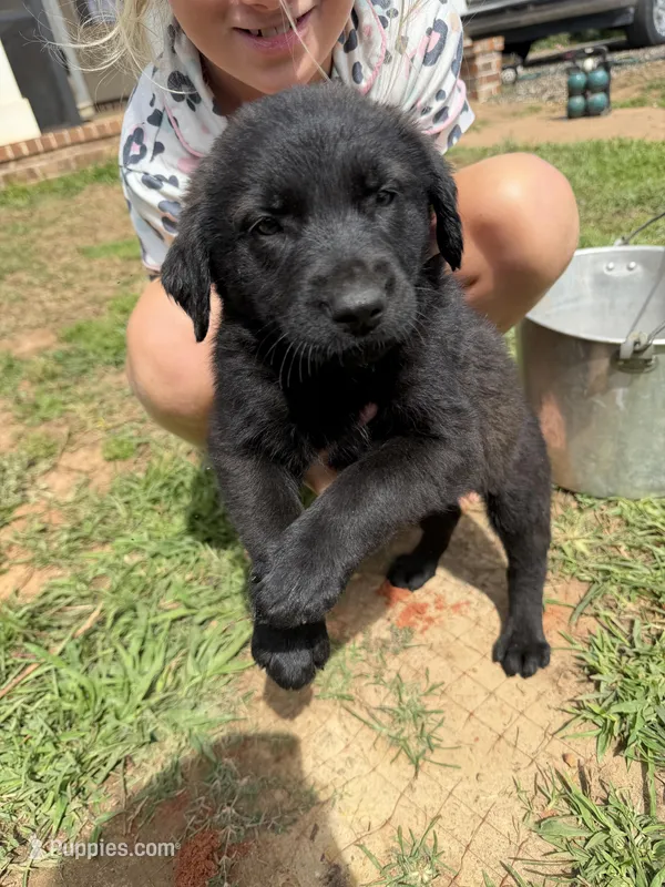 Mister  – German Shepherd Dog, English Cream Golden Retriever puppy for sale in Robertsdale, AL