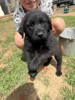 Mister , a male German Shepherd Dog and English Cream Golden Retriever for sale in Robertsdale, AL – 1 of 8