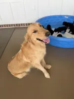 Mister , a male German Shepherd Dog and English Cream Golden Retriever for sale in Robertsdale, AL – 7 of 8