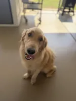 Mister , a male German Shepherd Dog and English Cream Golden Retriever for sale in Robertsdale, AL – 5 of 8