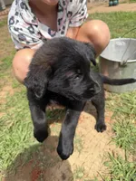 Mister , a male German Shepherd Dog and English Cream Golden Retriever for sale in Robertsdale, AL – 4 of 8