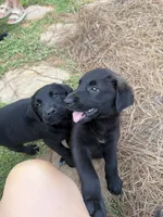Buddy, a male German Shepherd Dog and English Cream Golden Retriever for sale in Robertsdale, AL – 2 of 8