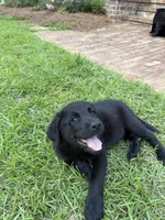 Fluffy, a female German Shepherd Dog and English Cream Golden Retriever for sale in Robertsdale, AL – 2 of 8