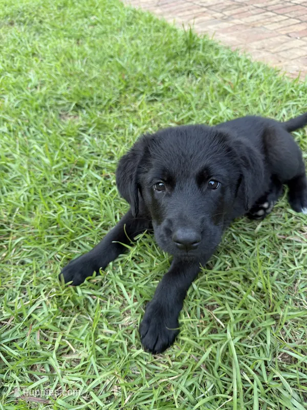 Fluffy – German Shepherd Dog, English Cream Golden Retriever puppy for sale in Robertsdale, AL