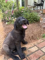 Missy, a female German Shepherd Dog and English Cream Golden Retriever for sale in Robertsdale, AL – 3 of 10