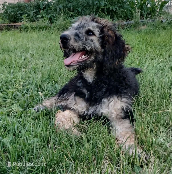 Fia – Goldendoodle puppy for sale in Scottsbluff, NE