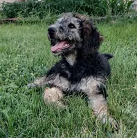 Fia, a female Goldendoodle for sale in Scottsbluff, NE – 1 of 2