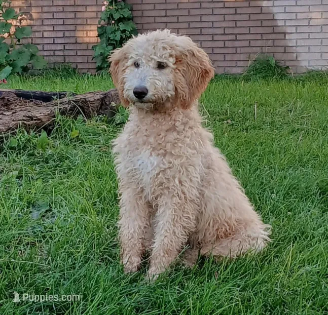Ember – Goldendoodle puppy for sale in Scottsbluff, NE