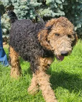 Blaze, a male Goldendoodle for sale in Scottsbluff, NE – 2 of 2