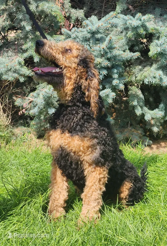 Blaze – Goldendoodle puppy for sale in Scottsbluff, NE
